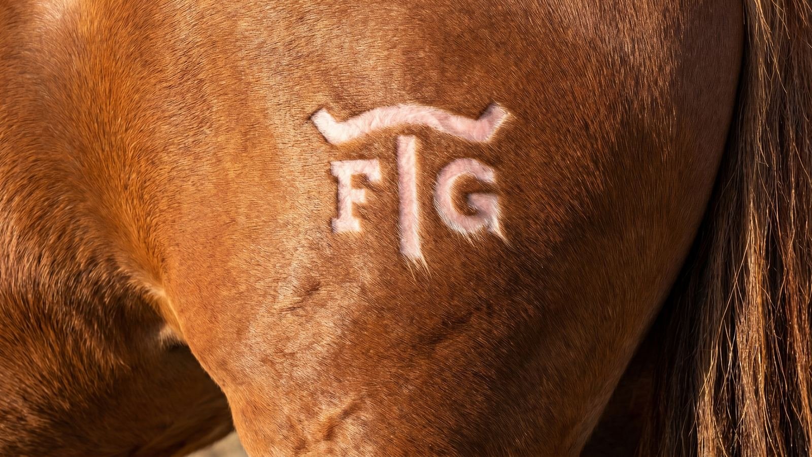 A marca FTG no couro de um cavalo